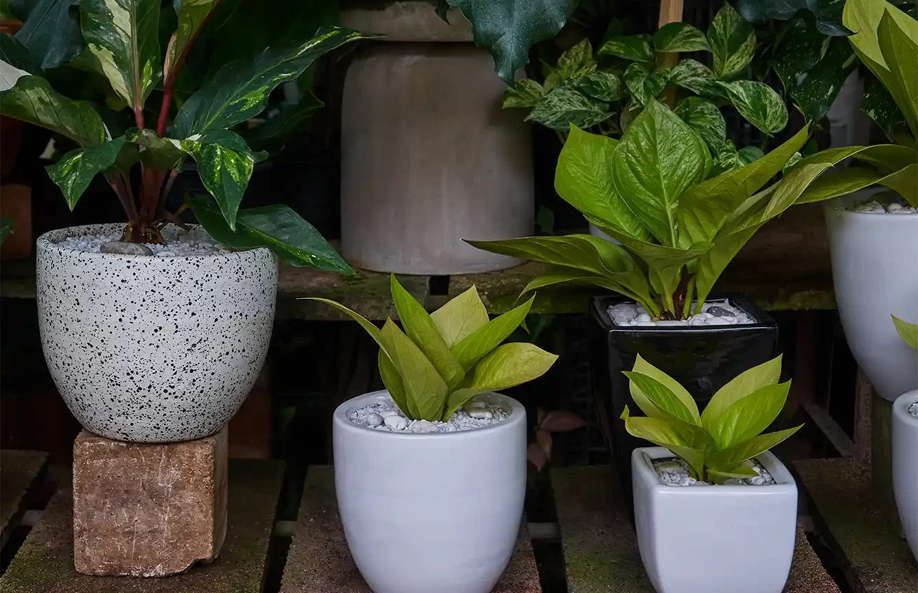 plantsinthevase